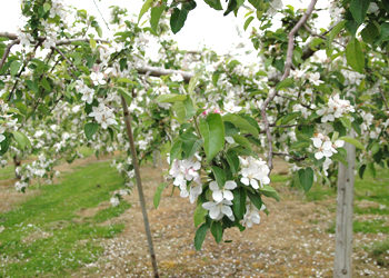 林檎の樹に咲く華
